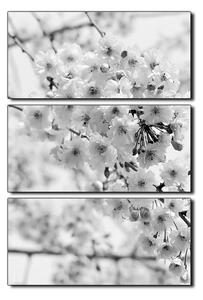 Obraz na plátne - Čerešňový kvet - obdĺžnik 7279QB (120x80 cm)