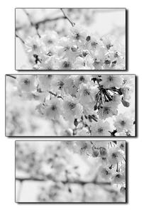Obraz na plátne - Čerešňový kvet - obdĺžnik 7279QC (105x70 cm)