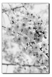 Obraz na plátne - Čerešňový kvet - obdĺžnik 7279QA (120x80 cm)