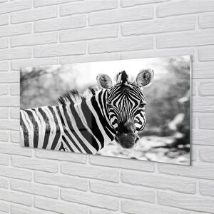 Nástenný panel  retro zebra 100x50 cm
