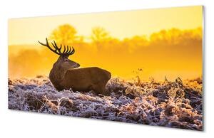 Nástenný panel  Jeleň zimné slnko 100x50 cm