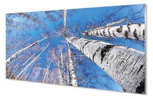 Nástenný panel  breza neba 100x50 cm