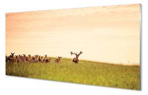 Nástenný panel  Stádo jeleňov poľa svitania 100x50 cm