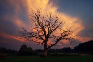 Fototapeta nádherný strom na lúke
