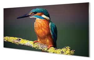 Nástenný panel  Farebný vták na vetve 100x50 cm