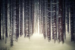 Samolepiaca fototapeta les zahalený snehom