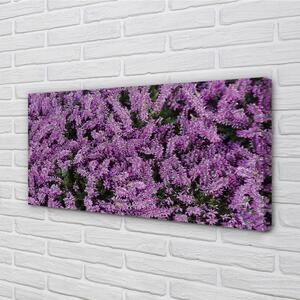 Obraz canvas fialové kvety 100x50 cm