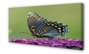 Obraz na plátne Farebný motýľ na kvety 100x50 cm