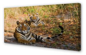Obraz na plátne Tigers 100x50 cm