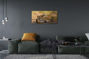Obraz na plátne Tigers 100x50 cm