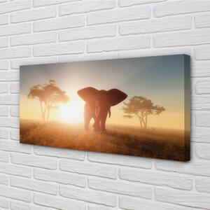Obraz canvas Sloní strom na východ 100x50 cm