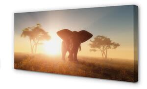 Obraz canvas Sloní strom na východ 100x50 cm