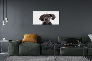 Obraz na plátne hnedý pes 100x50 cm
