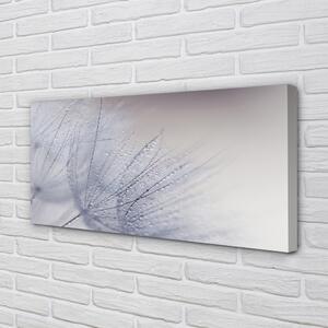 Obraz canvas Kvapky rosy púpavy 100x50 cm
