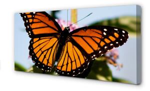 Obraz na plátne farebný motýľ 100x50 cm