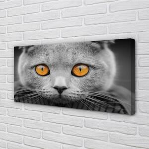 Obraz na plátne Sivá Britská mačka 100x50 cm