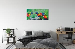 Obraz na plátne Farebný papagáj stromu 100x50 cm