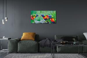 Obraz na plátne Farebný papagáj stromu 100x50 cm