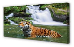 Obraz na plátne tiger vodopád 100x50 cm