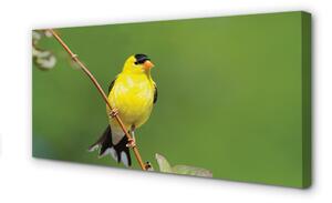 Obraz na plátne žltý papagáj 100x50 cm