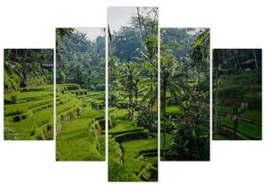Obraz ryžových terás Tegalalang, Bali (150x105 cm)