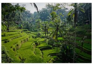 Obraz ryžových terás Tegalalang, Bali (90x60 cm)