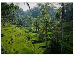 Obraz ryžových terás Tegalalang, Bali (70x50 cm)