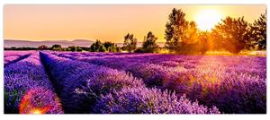 Obraz levanduľového pole, Provence (120x50 cm)