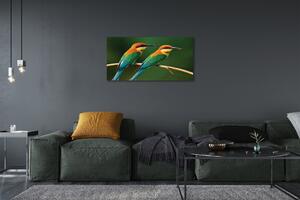 Obraz na plátne Farebné papagáj na vetve 100x50 cm
