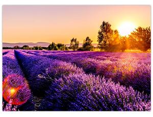 Obraz levanduľového pole, Provence (70x50 cm)