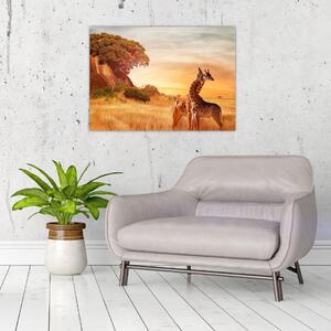 Obraz - Žirafy v Afrike (70x50 cm)