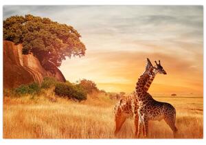 Obraz - Žirafy v Afrike (90x60 cm)