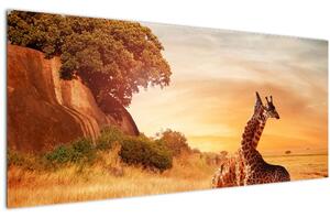 Obraz - Žirafy v Afrike (120x50 cm)