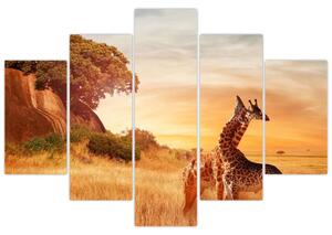 Obraz - Žirafy v Afrike (150x105 cm)