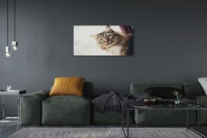 Obraz na plátne Mainská mývalia mačka 100x50 cm