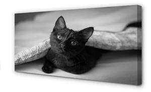 Obraz na plátne Mačka pod prikrývkou 100x50 cm