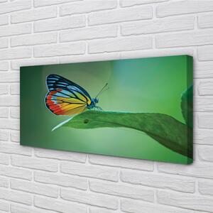 Obraz na plátne Farebný motýľ krídlo 100x50 cm