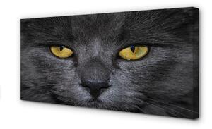 Obraz na plátne Čierna mačka 100x50 cm