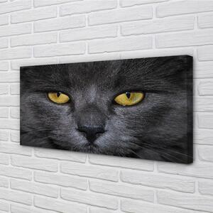 Obraz na plátne Čierna mačka 100x50 cm