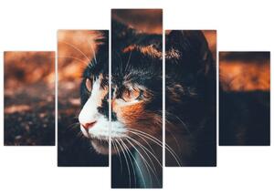 Obraz - Pohľad mačky (150x105 cm)