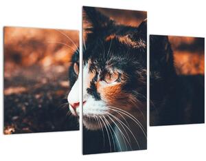 Obraz - Pohľad mačky (90x60 cm)