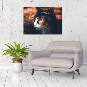Obraz - Pohľad mačky (70x50 cm)