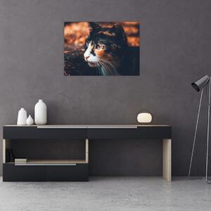 Obraz - Pohľad mačky (70x50 cm)