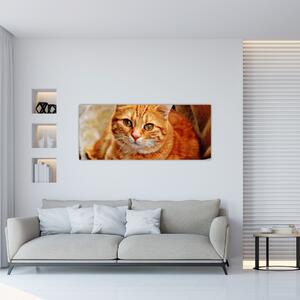 Obraz ležiace mačky (120x50 cm)