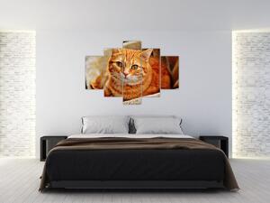 Obraz ležiace mačky (150x105 cm)