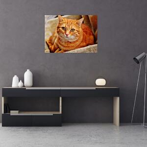 Obraz ležiace mačky (70x50 cm)