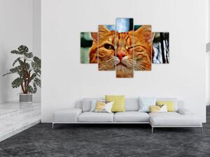 Obraz žmurkajúce mačky (150x105 cm)