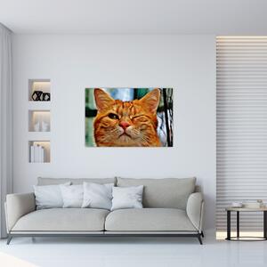 Obraz žmurkajúce mačky (90x60 cm)
