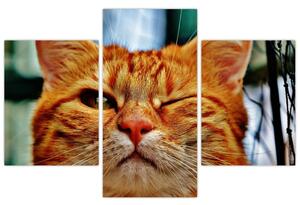 Obraz žmurkajúce mačky (90x60 cm)