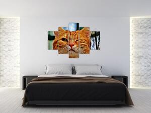 Obraz žmurkajúce mačky (150x105 cm)